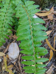 Polystichum californicum