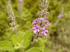 Aloysia macrostachya