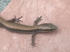 Elgaria multicarinata webbii
