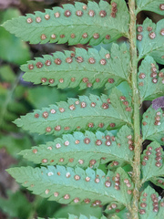Polystichum californicum