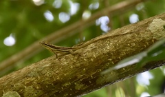 Anolis argillaceus