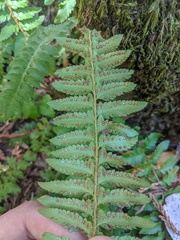 Polystichum californicum