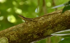 Anolis argillaceus