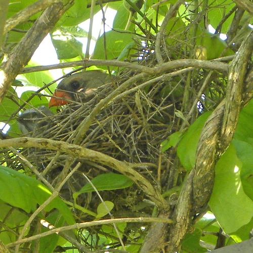 Northern Cardinal photographed in Kentucky