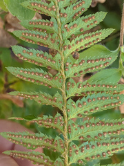 Polystichum californicum