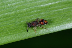 Ephutomorpha bivulnerata