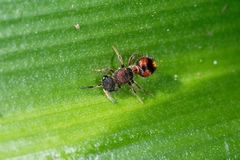 Ephutomorpha bivulnerata