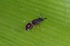 Ephutomorpha bivulnerata