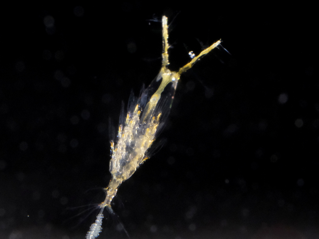 Monstrilla grandis