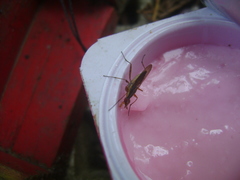 Glyphidops flavifrons