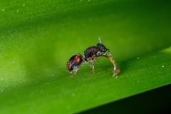 Ephutomorpha bivulnerata