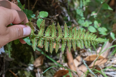 Polystichum californicum
