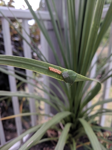 Green stink bug