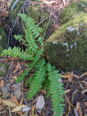 Polystichum californicum
