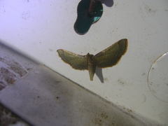 Pyralidae