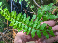 Polystichum californicum