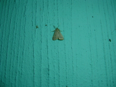Pyralidae