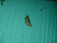 Pyralidae