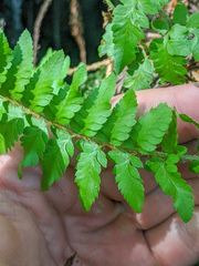 Polystichum californicum