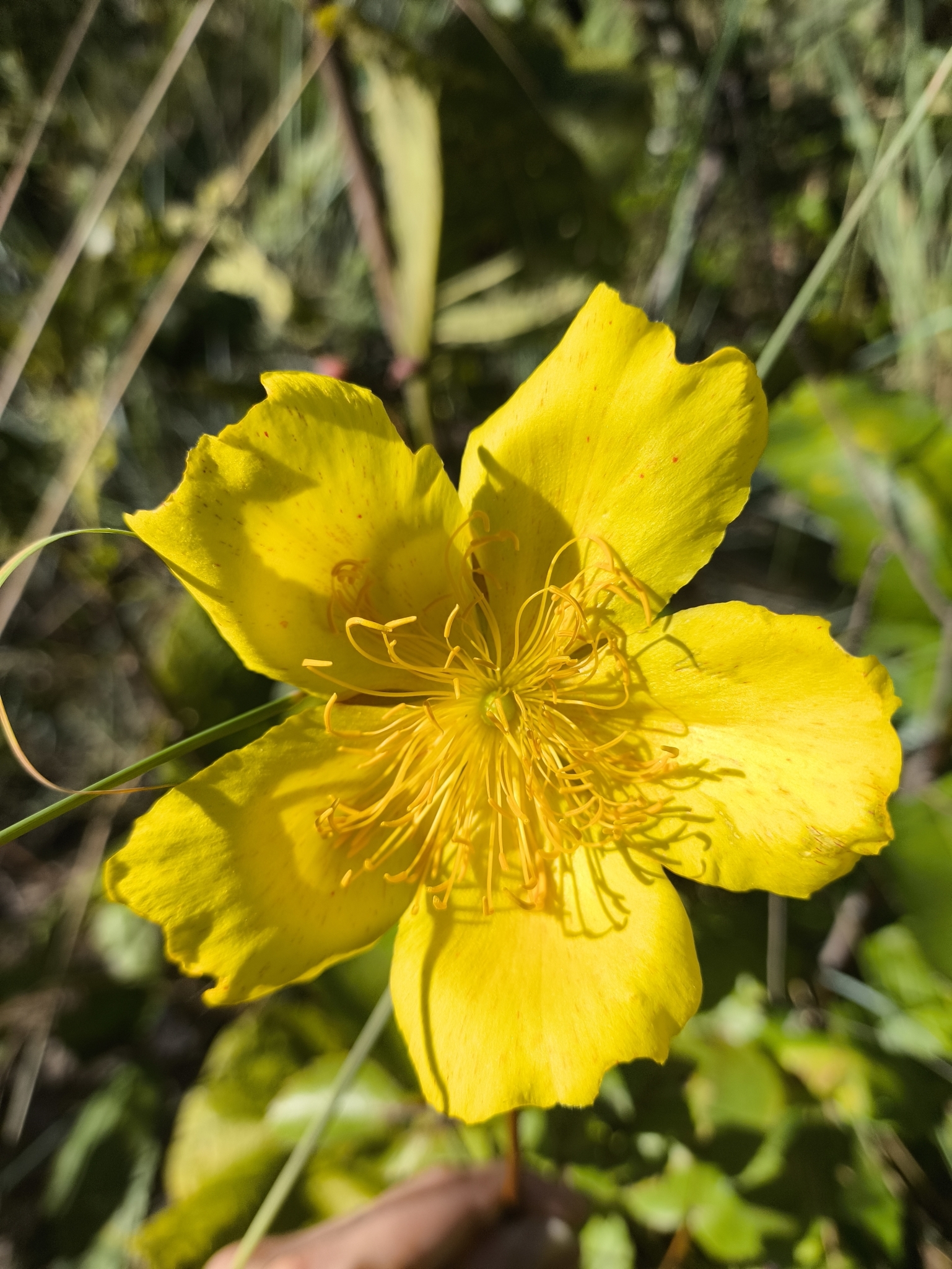 Cochlospermum regium
