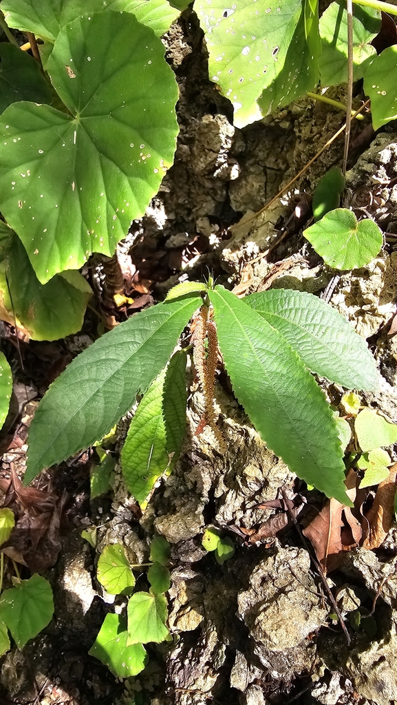 Acalypha gentlei Atha