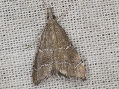 Aethiophysa extorris