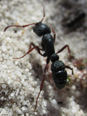 Bothroponera cavernosa