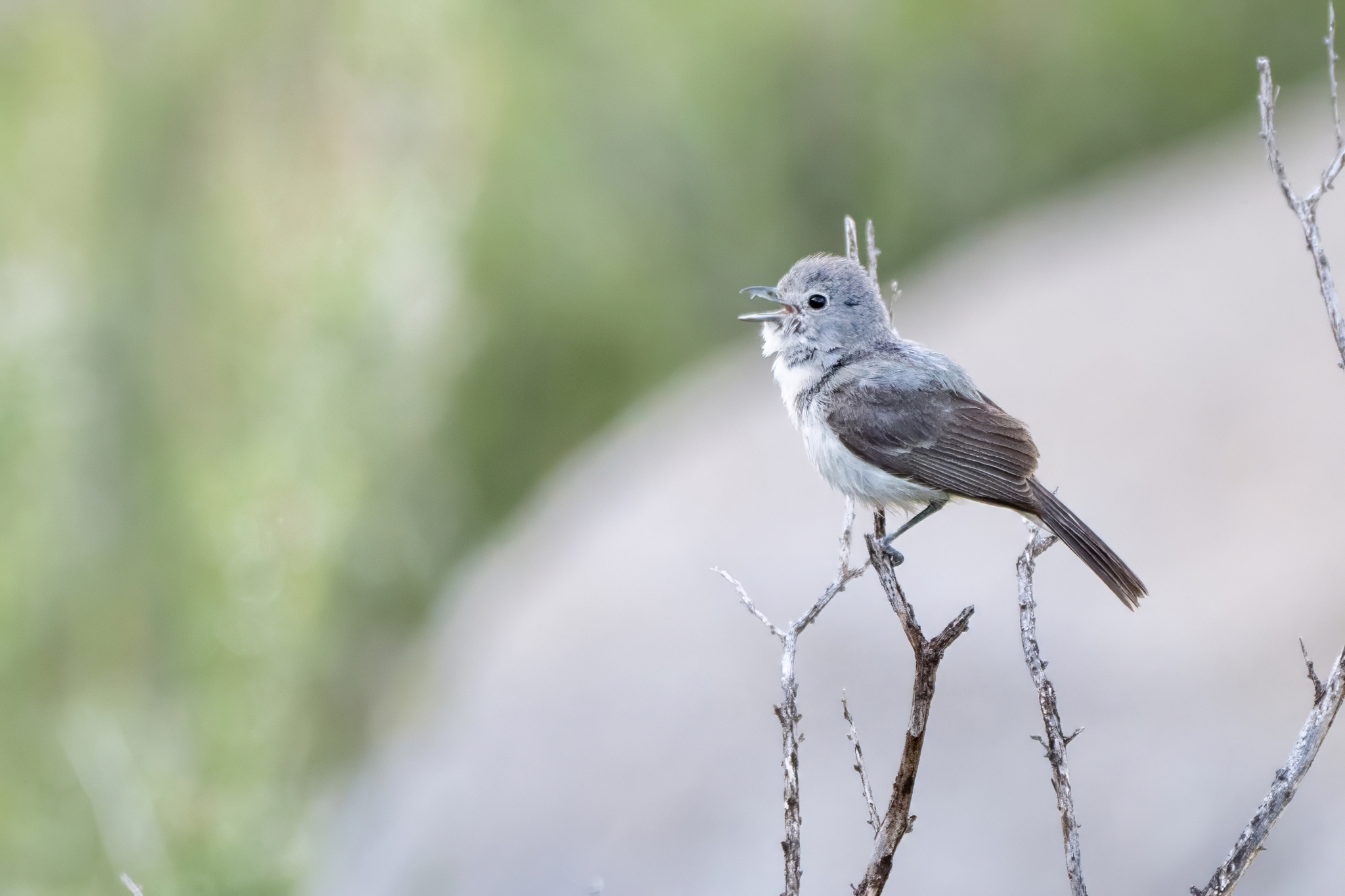 Grey Vireo (Vireo vicinior), photo 9