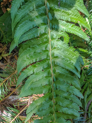 Polystichum californicum × munitum