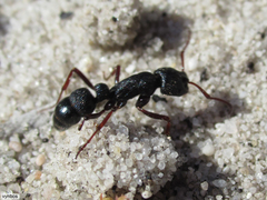 Bothroponera cavernosa