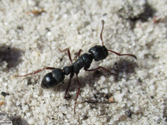 Bothroponera cavernosa
