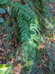 Polystichum californicum × munitum