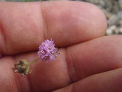 Boerhavia purpurascens