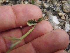 Boerhavia purpurascens