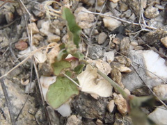 Boerhavia purpurascens