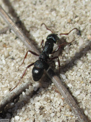 Bothroponera cavernosa