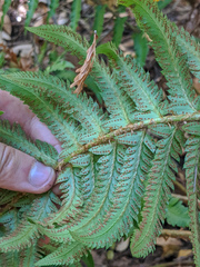 Polystichum californicum × munitum