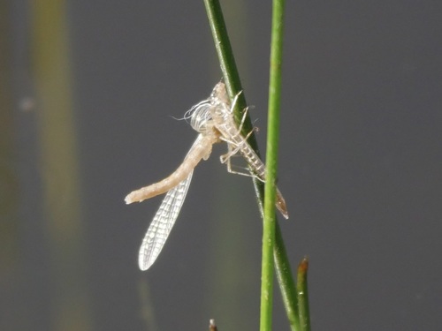 iNaturalist observation photo of Narrow-winged Damselflies