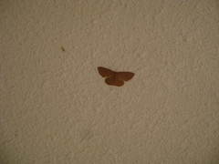 Semaeopus illimitata