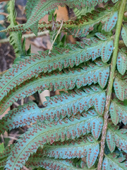 Polystichum californicum × munitum