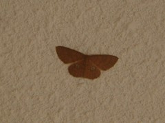 Semaeopus illimitata