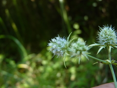 Eryngium aquaticum