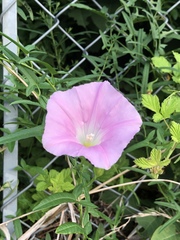 Calystegia pubescens