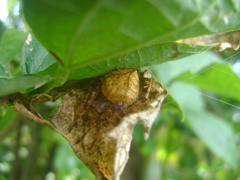 Eriophora edax image