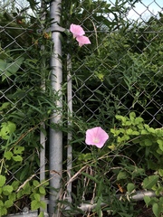 Calystegia pubescens