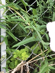 Calystegia pubescens