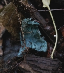 Chlorociboriaceae