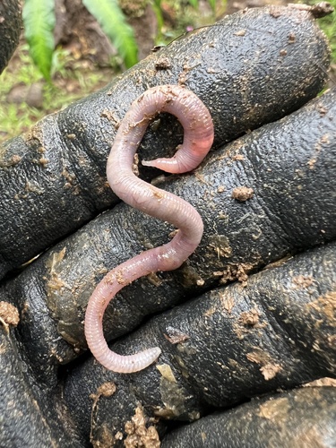 Pontoscolex corethrurus, 2025-05-19