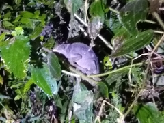 Calumma oshaughnessyi