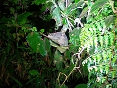 Calumma oshaughnessyi